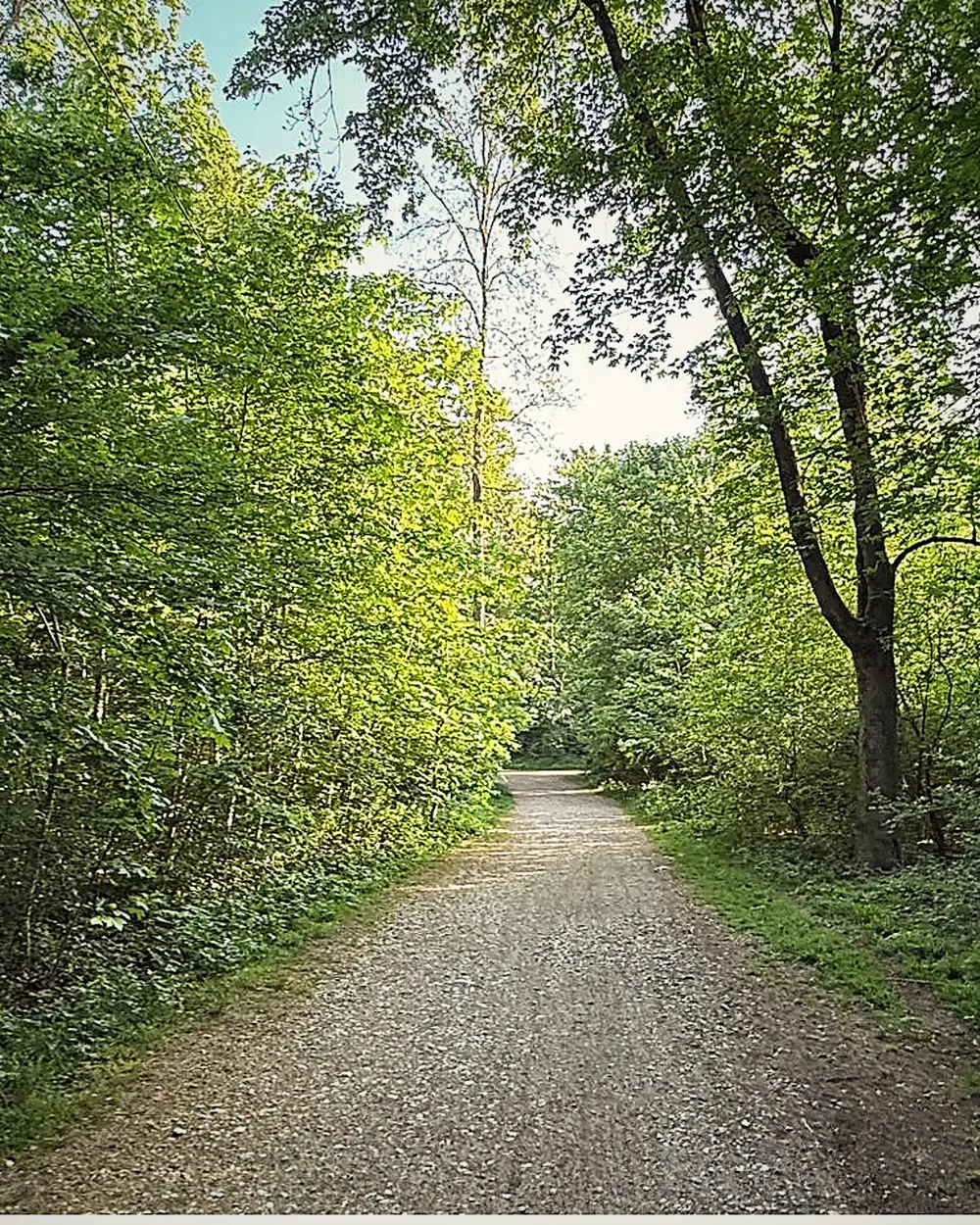 Hundetraining München: Münchner Waldweg im Frühlingslicht