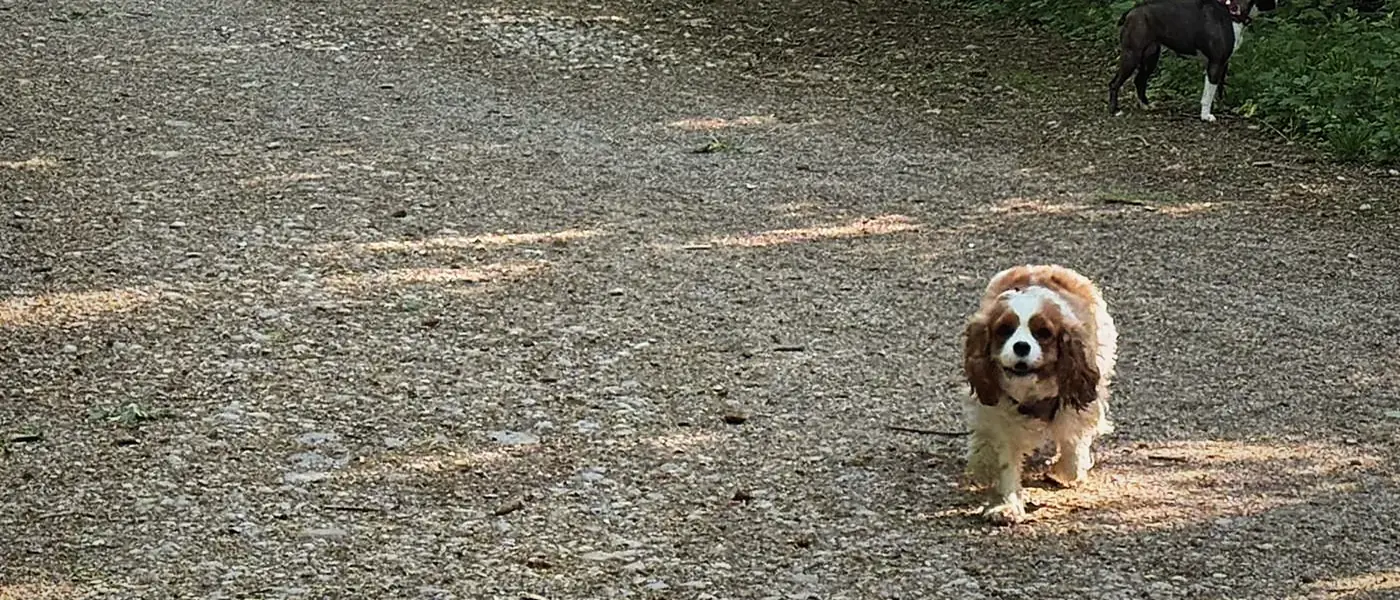 Hundetraining in der Maxvorstadt München – mobile Hundetrainerin