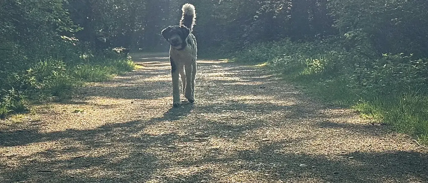 Hundetraining in Obermenzing München – mobile Hundetrainerin