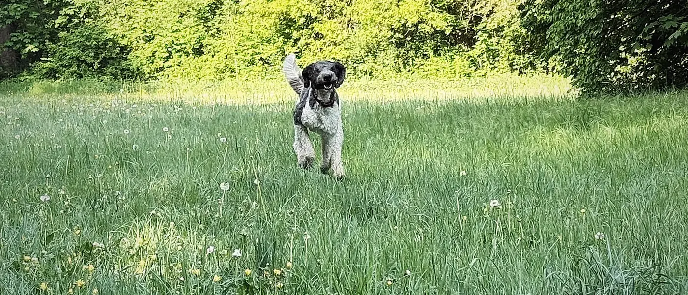 Hundetraining in Sendling München – mobile Hundetrainerin